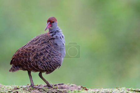 Photo for When bird feels goose bumping, funny slaty-breasted rail (crake) - Royalty Free Image