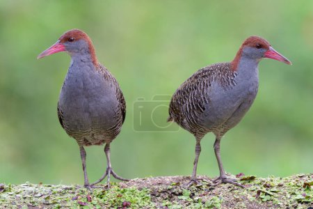 pair of beautiful grey chest birds perching on dirt weed under soft lighting, slaty-breasted rail