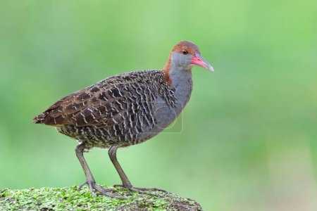 beautiful grey chest, pink beaks and brown head bird perching on green weed spot in soft mornig light, slaty-breasted rail