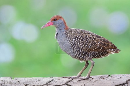 Photo for Fresh moring start with beautiful grey bird standing on dirt spot, slaty-breasted rail (crake) - Royalty Free Image