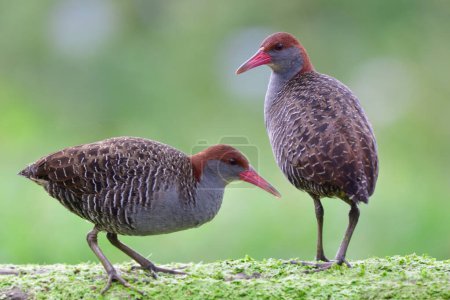 sweet pair of grey bird with banded wings and pink beaks birds foraging together in soft morning, slaty-breasted rail
