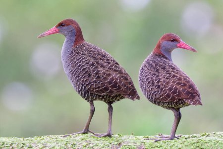 beautiful bar-backed birds perching together on green weed spot, slaty-breasted rail (crake)