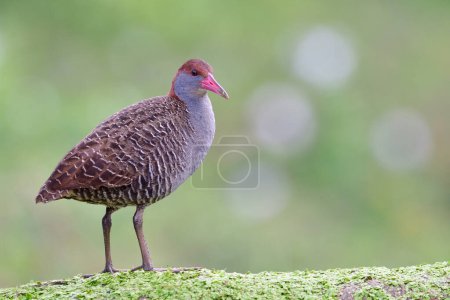 oiseau local le plus recherché en Thaïlande se perchant joyeusement sur le sol de mauvaises herbes, râle à poitrine fendue (râteau)