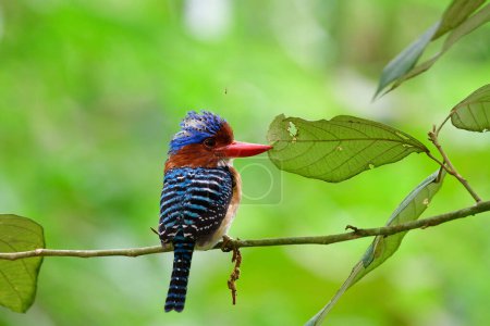 Brilliant colored with crimson bills and spike puffy head bird perching on tree branch, banded kingfisher (lacedo pulchella)