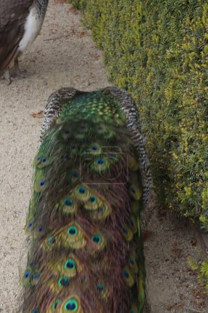 Pavo real con plumas en el jardín