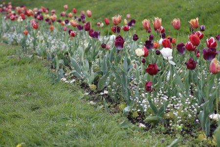 Téléchargez les photos : Fleurs printanières dans un jardin urbain - en image libre de droit