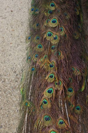Peacock with feathers out in the garden