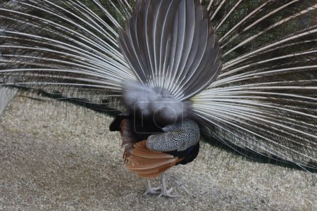 Pavo real con plumas en el jardín