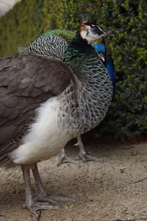 Peacock in the garden