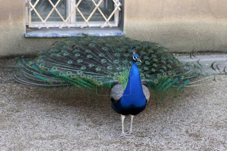Peacock with feathers out in the garden