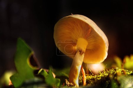 Photo for Autumn in forest, mashroom season - Royalty Free Image