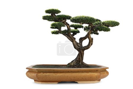 Bonsai deciduous trees at a exhibition on white background