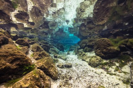 Unterwasserlandschaft in Three Sisters Springs, Crystal River, Florida, Vereinigte Staaten