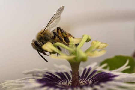 Foto de Vida silvestre de cerca: La abeja en una flor de la pasión - Imagen libre de derechos