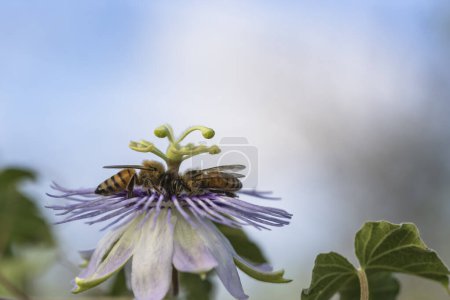 Téléchargez les photos : Gros plan sur la faune : L'abeille sur une fleur de passion - en image libre de droit