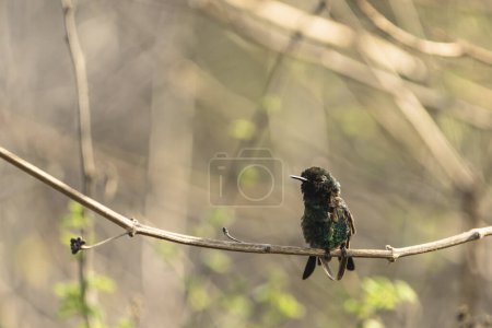 Photo for Wildlife Birding: Hummingbird in Caribbean nature - Royalty Free Image