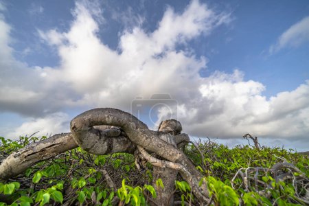 Téléchargez les photos : Le ciel pittoresque des Caraïbes avec un arbre mystique - en image libre de droit