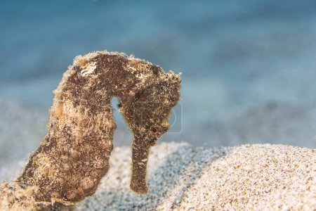 Téléchargez les photos : Paysage marin avec hippocampe dans le récif corallien de la mer des Caraïbes, Curaçao - en image libre de droit