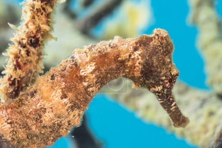 Téléchargez les photos : Paysage marin avec hippocampe dans le récif corallien de la mer des Caraïbes, Curaçao - en image libre de droit