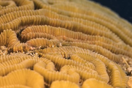 Foto de Paisaje marino con varios peces en el arrecife de coral del Mar Caribe, Curazao - Imagen libre de derechos