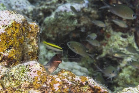 Foto de Peces nadando en los arrecifes de coral del Mar Caribe, Curazao - Imagen libre de derechos