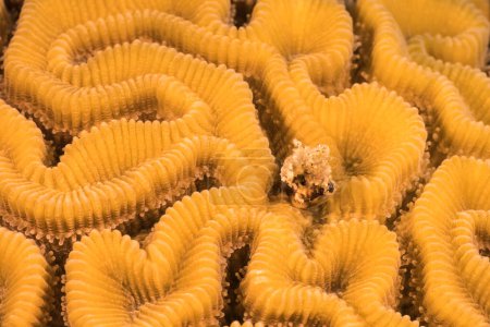 Téléchargez les photos : Paysage marin avec divers poissons dans le récif corallien de la mer des Caraïbes, Curaçao - en image libre de droit