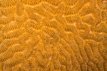Téléchargez les photos : Paysage marin avec divers poissons dans le récif corallien de la mer des Caraïbes, Curaçao - en image libre de droit