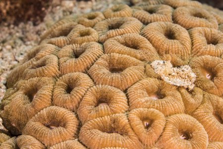 Foto de Paisaje marino con varios peces en el arrecife de coral del Mar Caribe, Curazao - Imagen libre de derechos