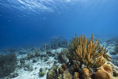 Photo for Seascape with life in the coral reef of the Caribbean Sea, Curacao - Royalty Free Image