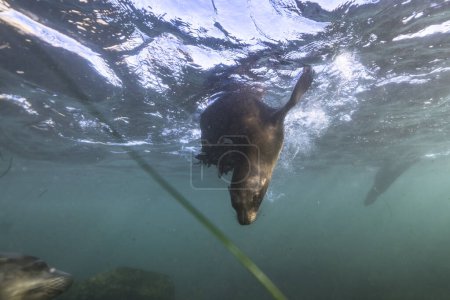 Photo for Seal swimming, marine life in the sea. underwater scene. - Royalty Free Image