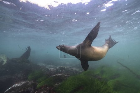 Photo for Seal swimming, marine life in the sea. underwater scene. - Royalty Free Image