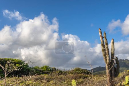 Téléchargez les photos : Paysage étonnant de l'île de Curaçao avec ciel nuageux - en image libre de droit