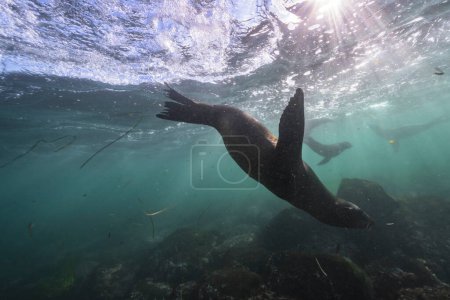Téléchargez les photos : Phoques nageant, vie marine dans la mer. scène sous-marine. - en image libre de droit