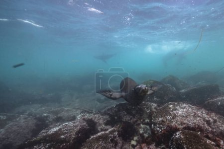 Téléchargez les photos : Phoque nageant, vie marine dans la mer. scène sous-marine. - en image libre de droit