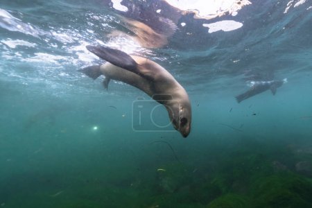Photo for Seals swimming, marine life in the sea. underwater scene. - Royalty Free Image