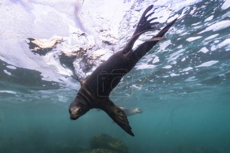 Téléchargez les photos : Phoque nageant, vie marine dans la mer. scène sous-marine. - en image libre de droit