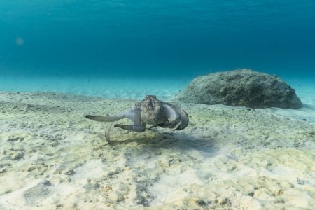 Téléchargez les photos : Poulpe de mer dans la mer des Caraïbes - en image libre de droit