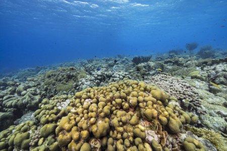 Téléchargez les photos : Paysage marin avec vie dans le récif corallien de la mer des Caraïbes, Curaçao - en image libre de droit