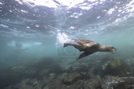 Foto de Natación de focas, vida marina en el mar. escena submarina. - Imagen libre de derechos