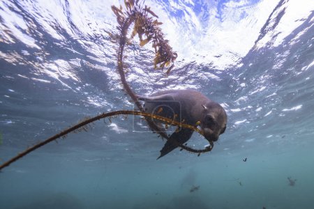 Foto de Natación de focas, vida marina en el mar. escena submarina. - Imagen libre de derechos