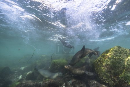 Photo for Seals swimming, marine life in the sea. underwater scene. - Royalty Free Image