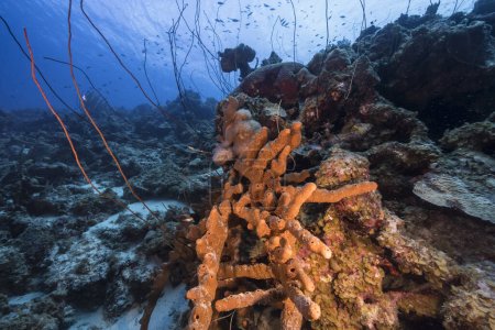 Foto de Paisaje marino con vida en el arrecife de coral del Mar Caribe, Curazao - Imagen libre de derechos