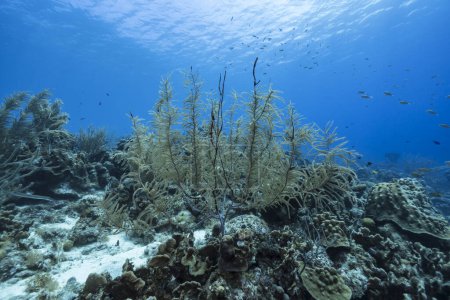 Foto de Paisaje marino con vida en el arrecife de coral del Mar Caribe, Curazao - Imagen libre de derechos