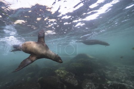 Téléchargez les photos : Phoques nageant, vie marine dans la mer. scène sous-marine. - en image libre de droit