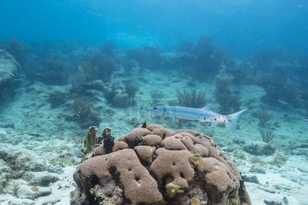 Foto de Vista submarina de una gran barracuda en agua turquesa y arrecife de coral en el Mar Caribe - Imagen libre de derechos