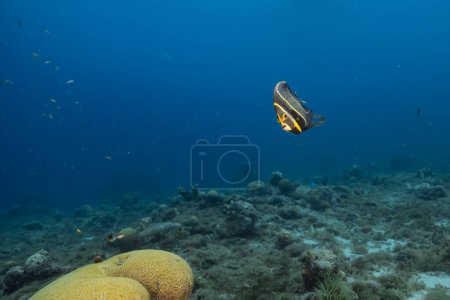 Foto de Paisaje marino con Banded Butterflyfish durante el desove de Grooved Brain Coral en el arrecife de coral del Mar Caribe, Curazao - Imagen libre de derechos