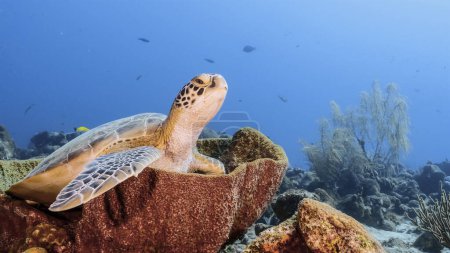 Foto de Increíble tortuga marina verde en aguas poco profundas del mar Caribe alrededor de Curazao - Imagen libre de derechos