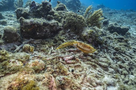 Foto de Paisaje marino con arrecife Calamar, coral y esponja en arrecife de coral del Mar Caribe, Curazao - Imagen libre de derechos