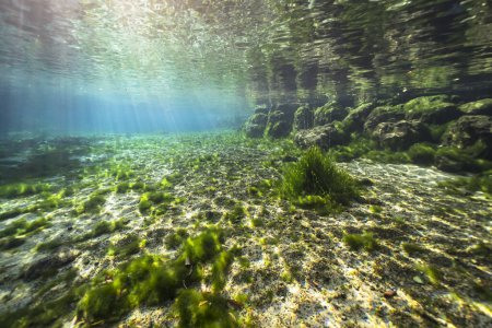 Téléchargez les photos : Paysages sous-marins en Three Sisters Springs, Crystal River, Floride, États-Unis - en image libre de droit