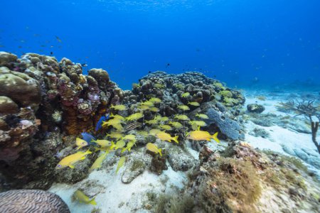 Foto de El magnífico arrecife de coral del Mar Caribe - Imagen libre de derechos